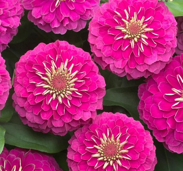Zinnia ( Kirli Hanım ) Büyük Geniş Çiçekli - PEMBE ( 5 Tohum ) ürün görseli 1