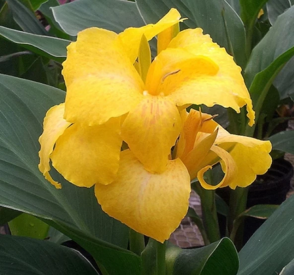 Canna - Tesbih Çiçeği - SARI ( 1 Tohum ) ürün görseli 1