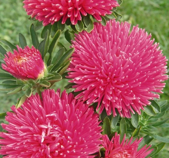 Aster Kasımpatı ( Krizantem ) Burgundy Renkli - 20 Tohum ürün görseli 1