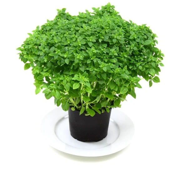 TOP REYHAN ( ÇOKLU TOHUM ) - 3 Gram ürün görseli 1