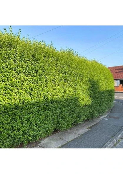 tüplü 10 adet çitbitkisi Ligustrum(kurtbağrı) fidanı boy 150-180 cm ürün görseli 1