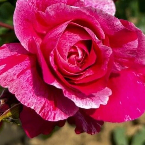 Tüplü Nadir Fleurette Sarmaşık Kordes Yediveren Sarmaşık Gül Fidanı ürün görseli 1