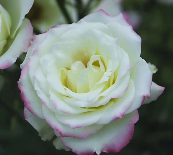 Tüplü Çift Renk Yediveren Zelal Kokulu Gül Fidanı ürün görseli 1