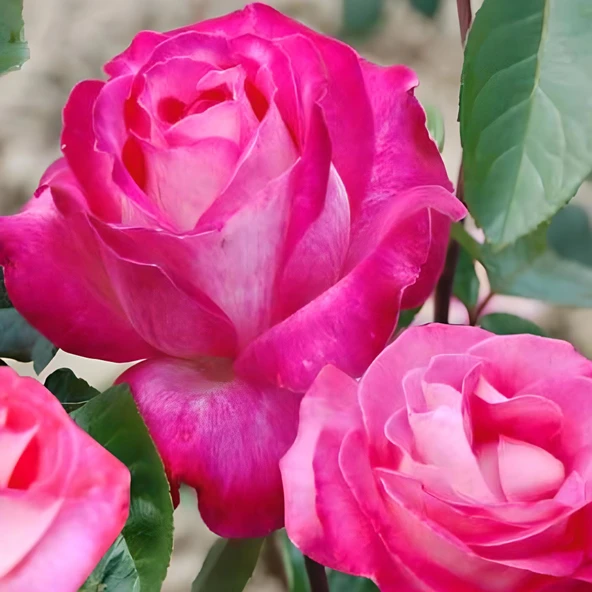 Tüplü Aşılı Rose Dot Pembe Beyaz Yediveren Kokulu Gül Fidanı ürün görseli 1