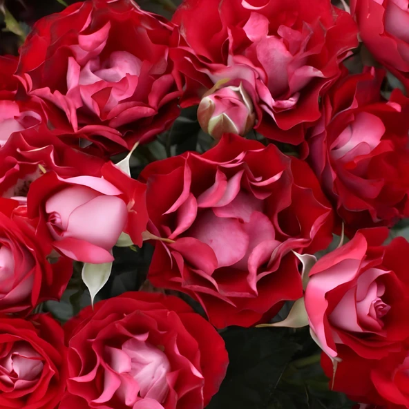 Tüplü Çok Goncalı Özel Rose Der Einheit Yediveren Gül Fidanı ürün görseli 1