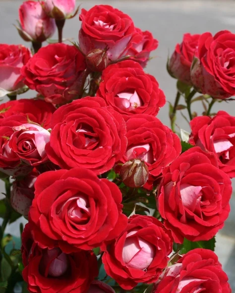 Tüplü Nadir Kokulu Rose Schöne Koblenzerin Yediveren Gül Fidanı ürün görseli 1