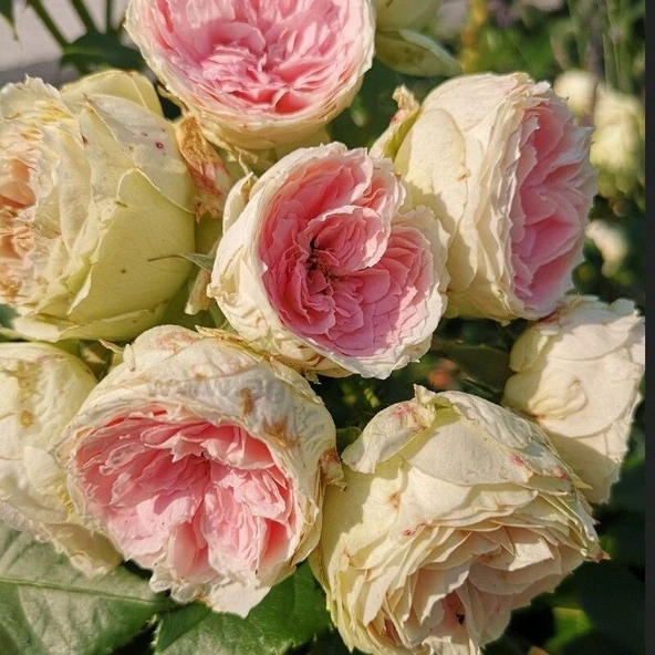 Tüplü Yediveren Hybrid Tea Pompon Çok Goncalı Masal Gülü Fidanı ürün görseli 1
