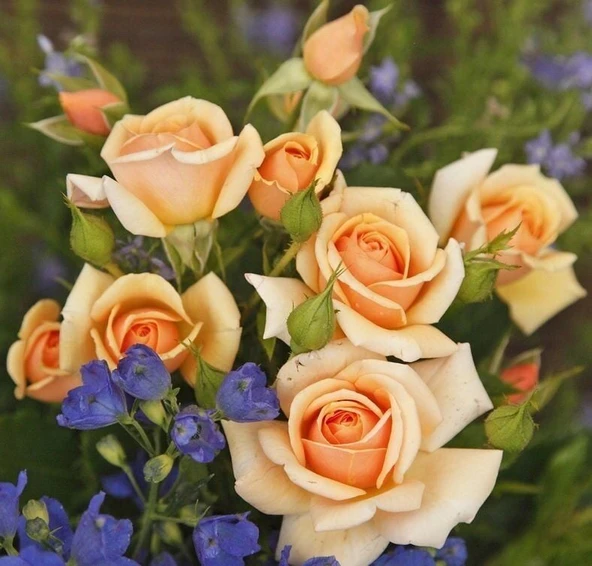 Tüplü Kordes Rosen Kokulu Sweet Honey Gül Fidanı ürün görseli 1