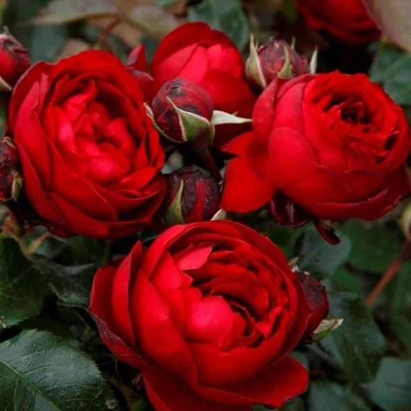Tüplü Katmerli Kordes Rosen Till Eulenspiegel Kokulu Yediveren Gül Fidanı ürün görseli 1