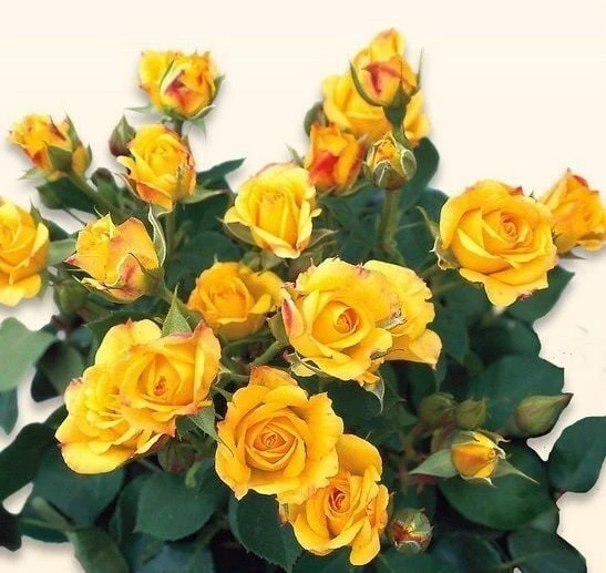 Tüplü Kordes Rosen Yediveren Yellow Taifun Gül Fidanı ürün görseli 1
