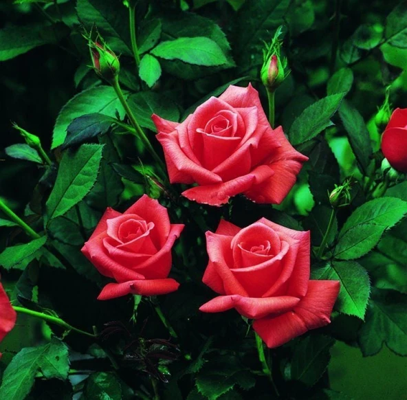 Tüplü Kordes Lady Rose Kokulu Gül Fidanı ürün görseli 1