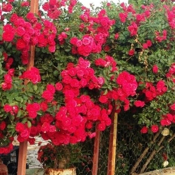 Tüplü Kokulu Kırmızı Cherry Belle Sarmaşık Gül Fidanı ürün görseli 1