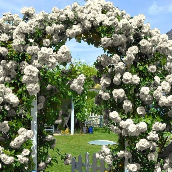 Tüplü Yediveren Kokulu White Quen Sarmaşık Gül Fidanı ürün görseli 1
