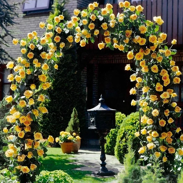 Tüplü Aşılı Perfect Yellow Fuldane Sarı Kokulu Sarmaşık Yediveren Gül Fidanı ürün görseli 1