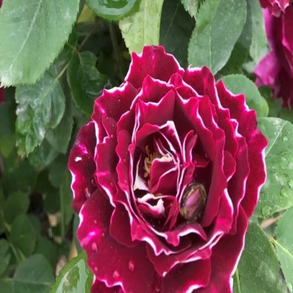 Koleksiyonluk Kokulu Clove Rose Karanfil Yediveren Sarmaşık Gül Fidanı ürün görseli 1