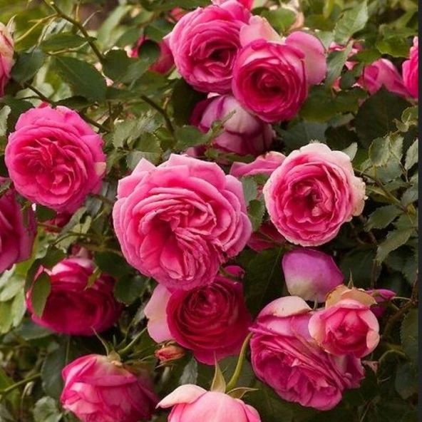 Tüplü Soğuklara Dayanımlı Kokulu Rosa Rampicanti Pembe Sarmaşık Gül Fidanı ürün görseli 1