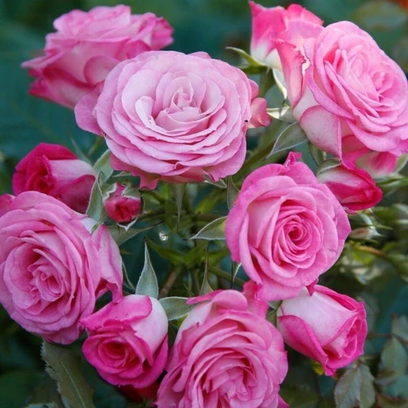 Tüplü Katmerli Kokulu Kordes Rosen Xenia Yediveren Soğuklara Dayanımlı Gül Fidanı ürün görseli 1