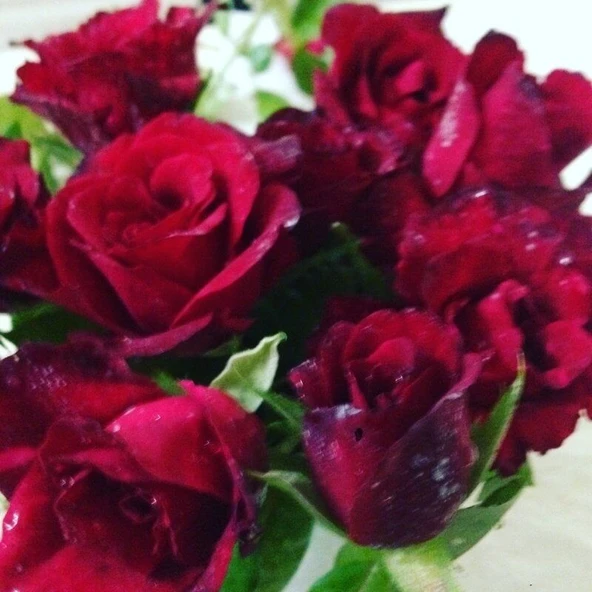 Tüplü Dikensiz Kokulu Kırmızı Red Love Gül Fidanı ürün görseli 1