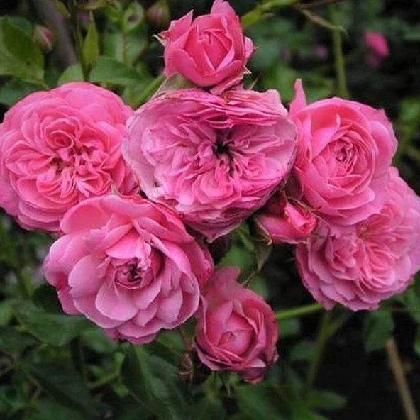 Tüplü Katmerli Kordes Rosen Tina Yediveren Soğuklara Dayanımlı Gül Fidanı ürün görseli 1