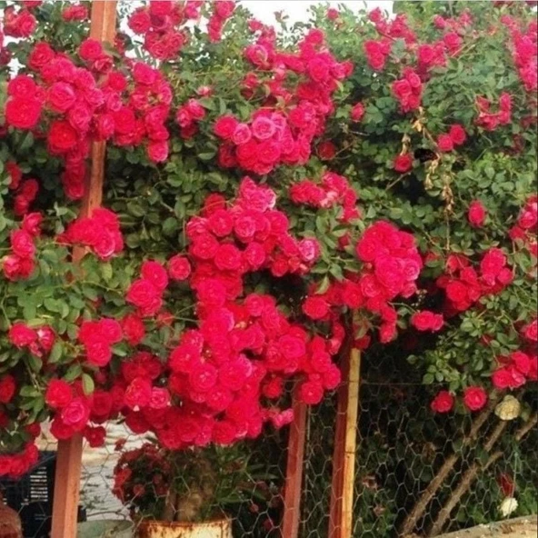 Tüplü Kokulu Kırmızı Cherry Belle Sarmaşık Gül Fidanı (120-160 cm) ürün görseli 1