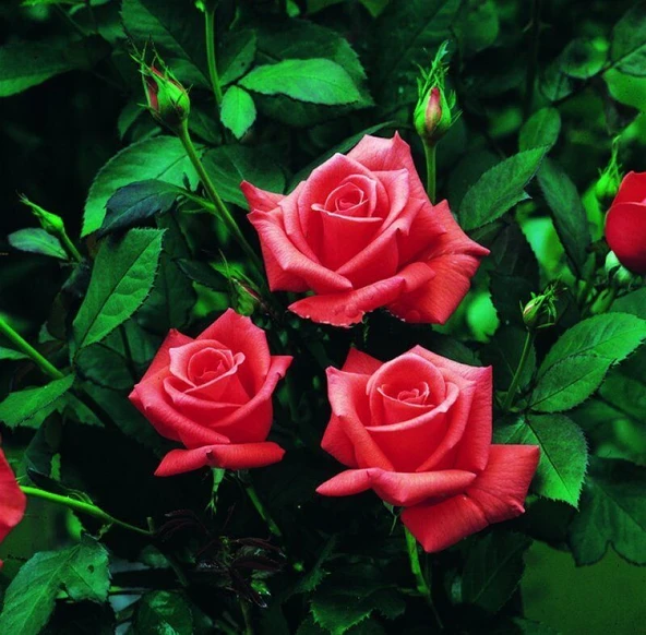 Tüplü Kordes Lady Rose Kokulu Gül Fidanı ürün görseli 1