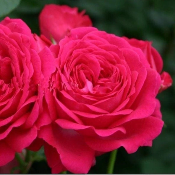 Tüplü Yediveren Esmeralda Fc Goncalı Gül Fidanı ürün görseli 1