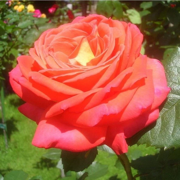Tüplü Koleksiyonluk Yediveren Königin Der Rosen Kokulu Gül Fidanı ürün görseli 1