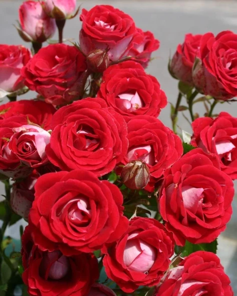 Tüplü Nadir Kokulu Rose Schöne Koblenzerin Yediveren Gül Fidanı ürün görseli 1