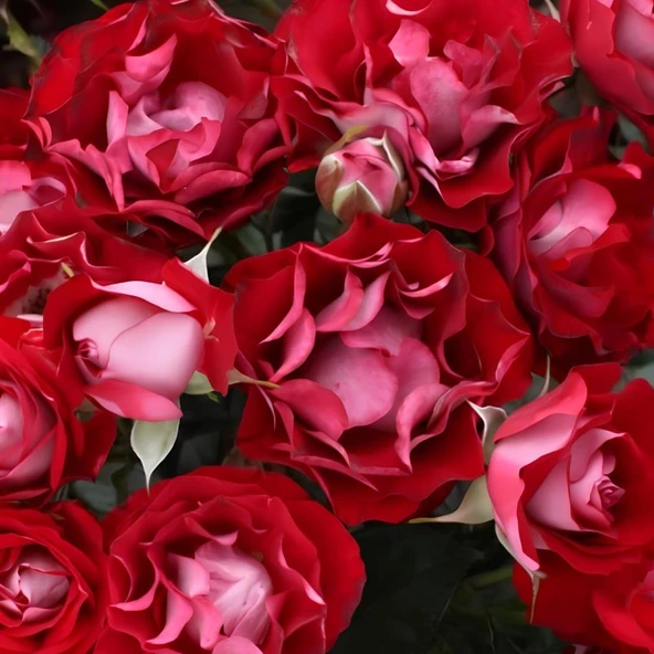 Tüplü Multi Goncalı Özel Rose Der Einheit Yediveren Gül Fidanı ürün görseli 1