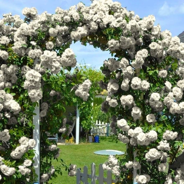 Tüplü Yediveren Kokulu White Quen Sarmaşık Gül Fidanı ürün görseli 1