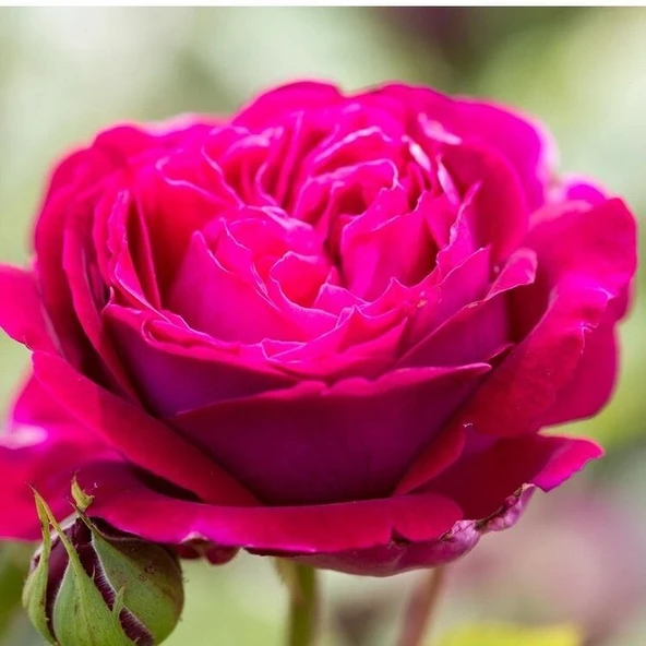 Tüplü Bright Pink Yediveren Yoğun Kokulu Gül Fidanı ürün görseli 1