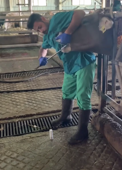 Buzağı Bolus Yutturma Sondası Metal 65 cm ürün görseli 1