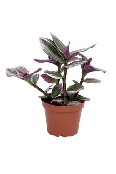 3-4 Köklü Tradescantia Nanouk (pembe Telgraf Çiçeği) ürün görseli 1