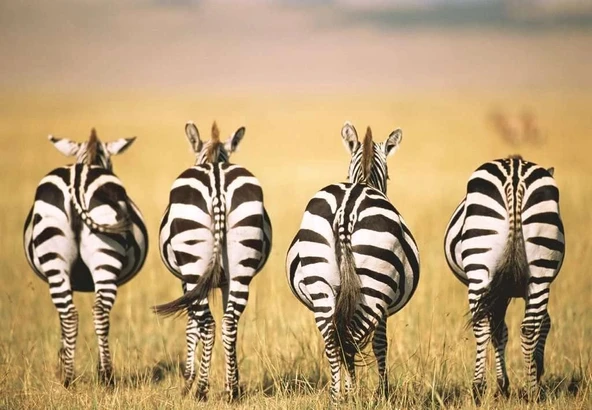 Ravensburger  Zebra Puzzle 300 Parça - Resim 2
