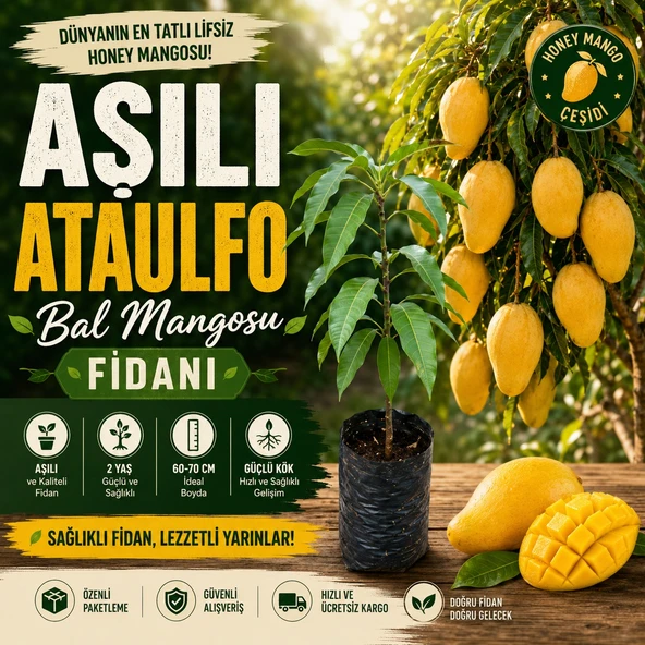 Aşılı Ataulfo Bal Mangosu Fidanı - 2 Yaş - Dünyanın En Tatlı Lifsiz Honey Mangosu - 60-70 cm Tüplü ürün görseli 1