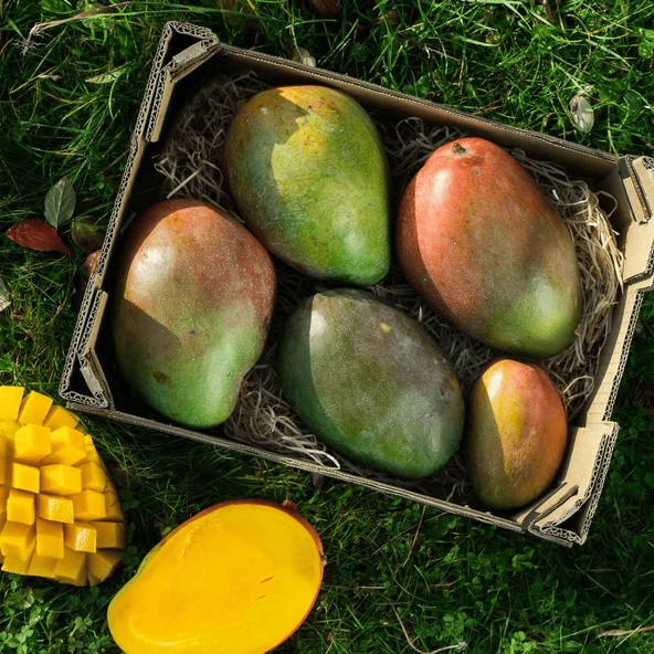 Aşılı Keitt Mango Fidanı - 2 Yaş - Tüplü 60-70 cm - Lifsiz Dev Meyveli Tropikal Meyve Ağacı ürün görseli 1
