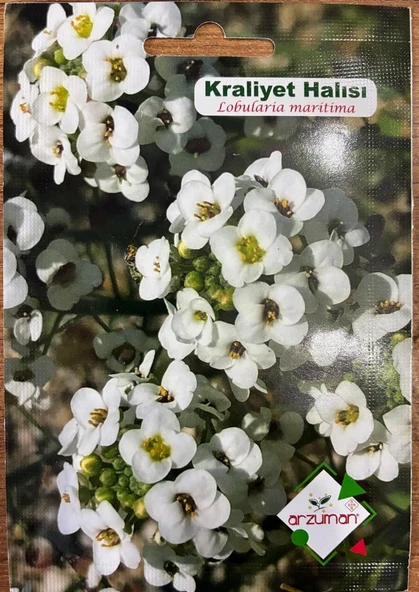 KRALİYET HALISI ÇİÇEĞİ 100 ADET TOHUM ürün görseli 1