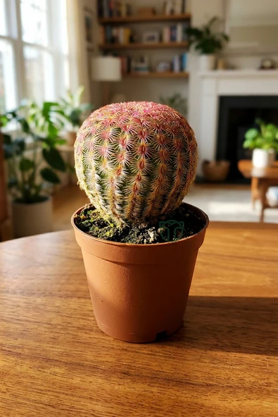 Echinocereus Rigidissimus – Nadir Koleksiyonluk Canlı Kaktüs – 5. ürün görseli 1