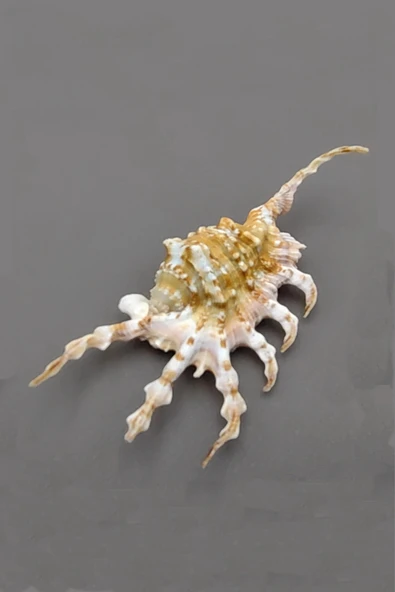 Scorpion Conch Akrep Deniz Kabuğu 10SC ürün görseli 1