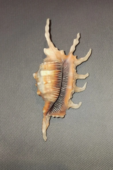Scorpion Conch Akrep Deniz Kabuğu 10SC - Resim 2