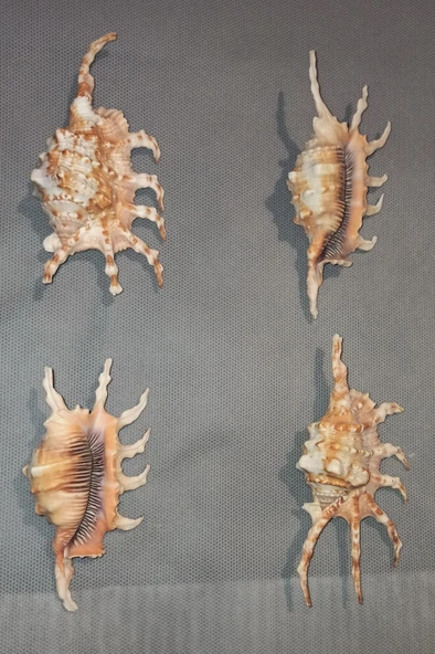 Scorpion Conch Akrep Deniz Kabuğu 10SC - Resim 3