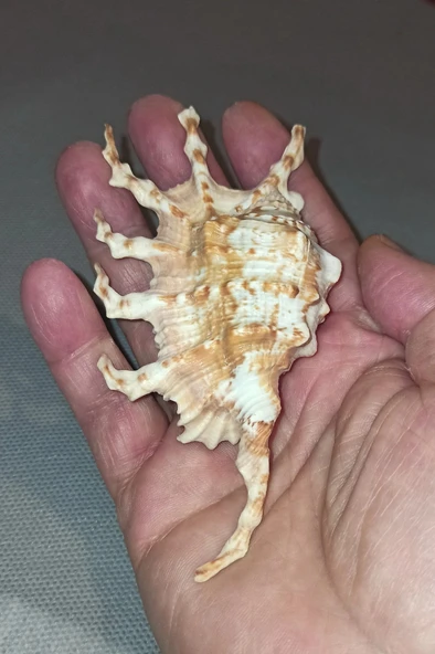 Scorpion Conch Akrep Deniz Kabuğu 10SC - Resim 5