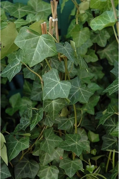 Vipfoni Orman Sarmaşığı Tohumu ürün görseli 1