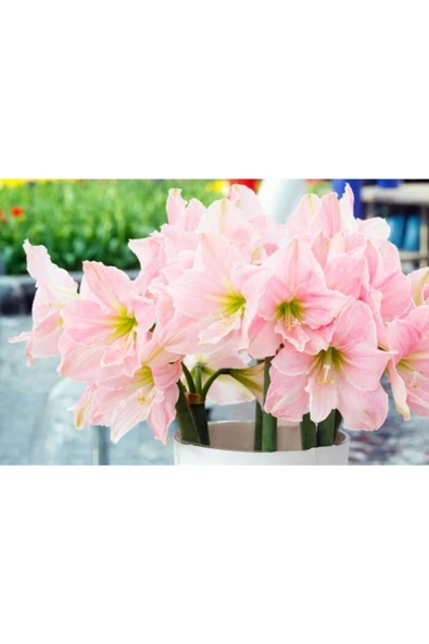 Vipfoni Amaryllis Soğanı - Güzel Hatun Çiçeği Soğanı - 2 Adet ürün görseli 1