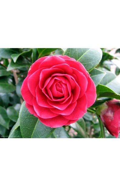 Vipfoni Kamelya (camellia Japonica) Çiçeği Tohum ürün görseli 1