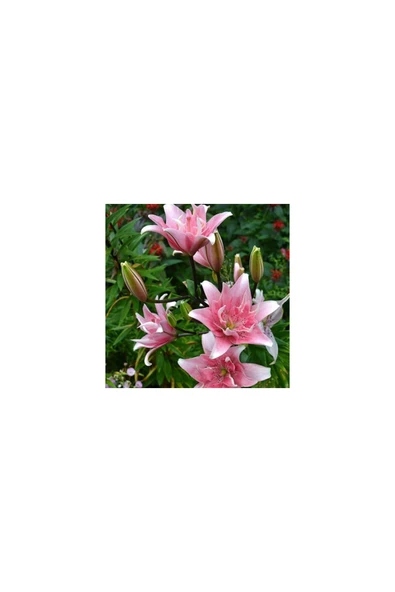 Vipfoni 3 Adet Katmerli Soft Pembe Kokulu Lilyum (Zambak) Çiçeği Soğanı ürün görseli 1