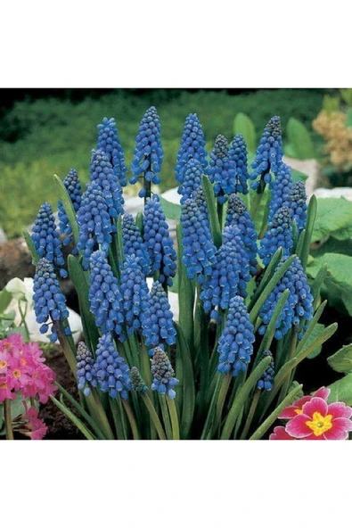 Vipfoni Muscari Armeniacum Üzüm Sümbülü Soğanı - 5 Adet ürün görseli 1
