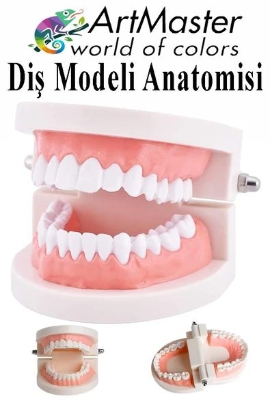 Diş Modeli Anatomisi 1 Paket İnsan Diş Çene Modeli Eğitci Fen Biyoloji Deney Maketi Diş Maketi Ders Okul ürün görseli 1