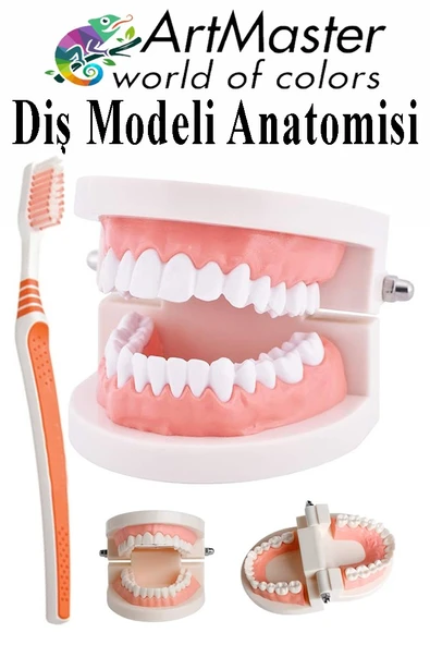 Diş Modeli Anatomisi ve Fırça 1 Paket İnsan Diş Çene Modeli Eğitci Fen Biyoloji Deney Maketi Diş Maketi Ders Okul ürün görseli 1