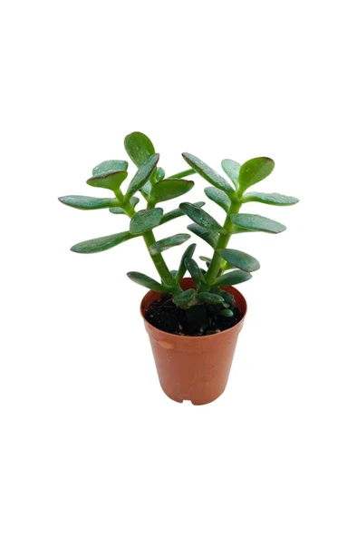 Para Ağacı Çiçeği Fidanı Kaktüs Sukulent 10-20 cm ürün görseli 1